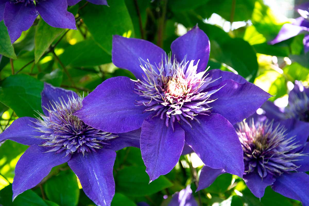 Blaue Clematis-Blüten