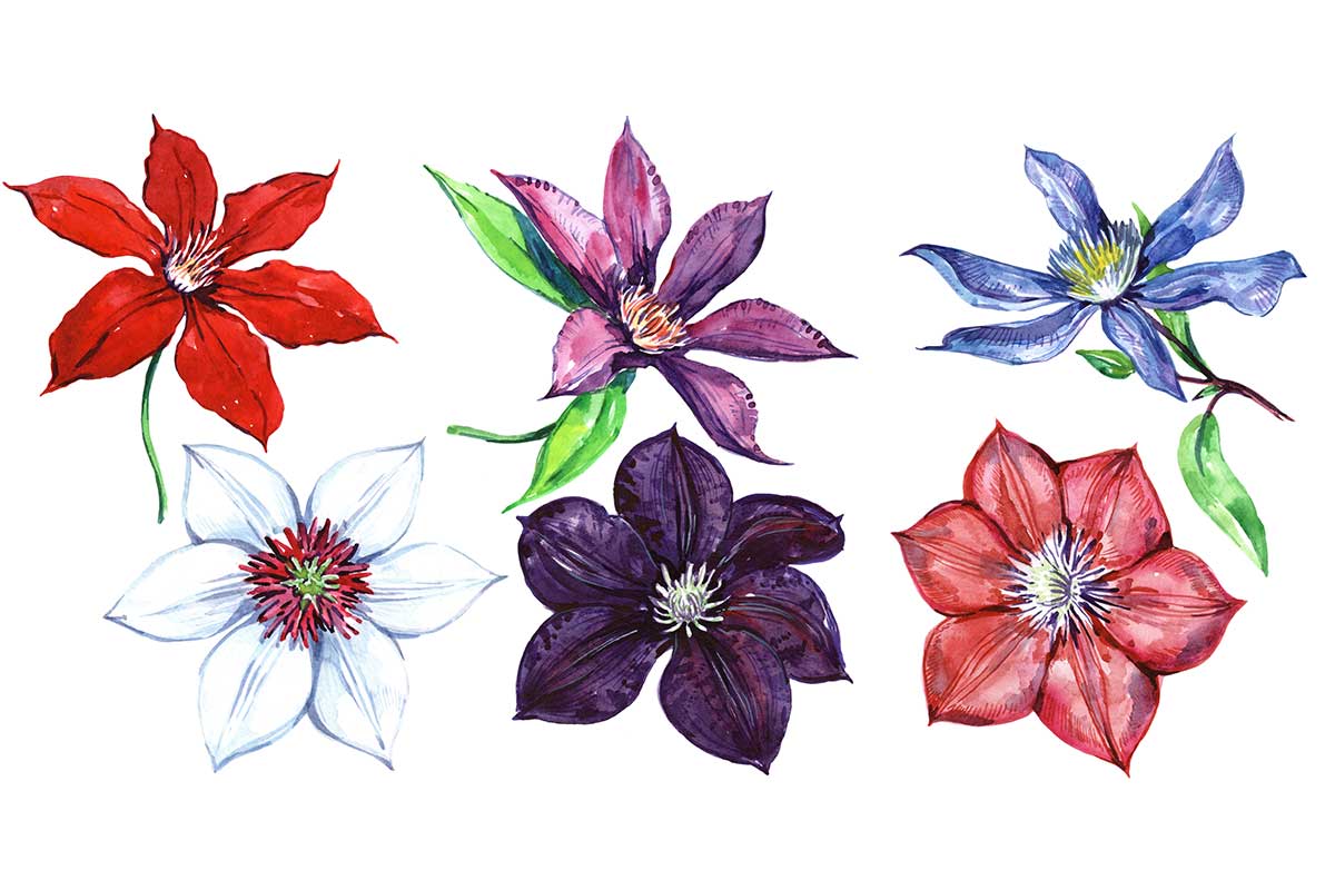 Aquarell verschiedener Clematis-Blüten