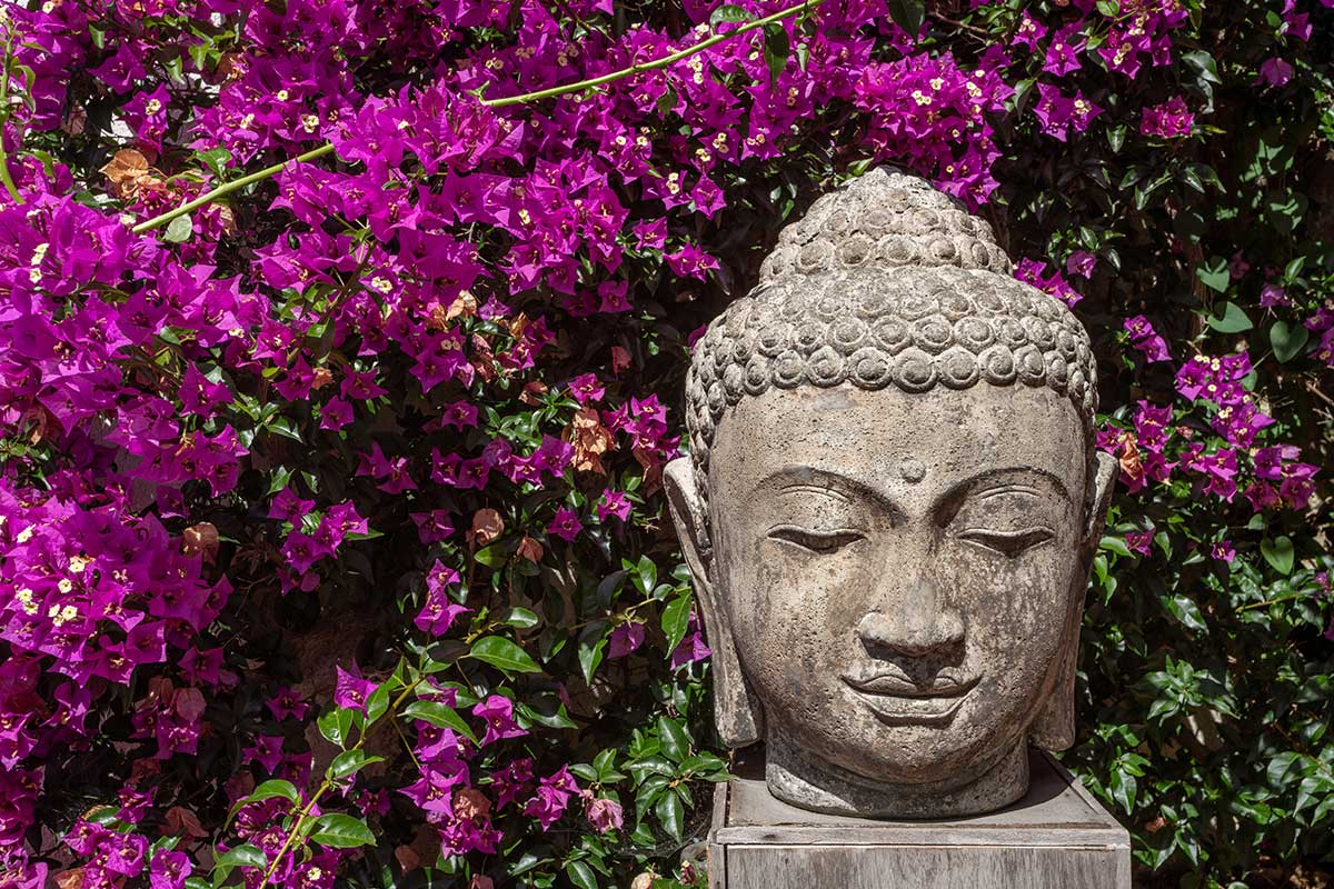 Clematis mit Buddha-Statue