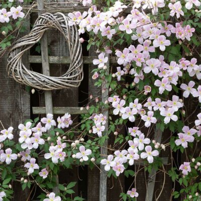 Zartrosa Clematis mit geflochtenem Deko-Herz