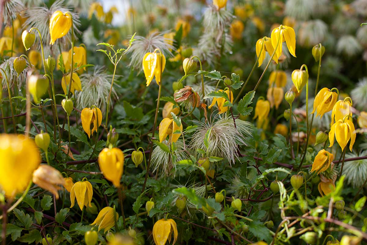 Clematis mit gelben Blüten