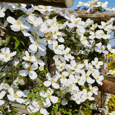 Weiße Clematis auf einer Holzpergola