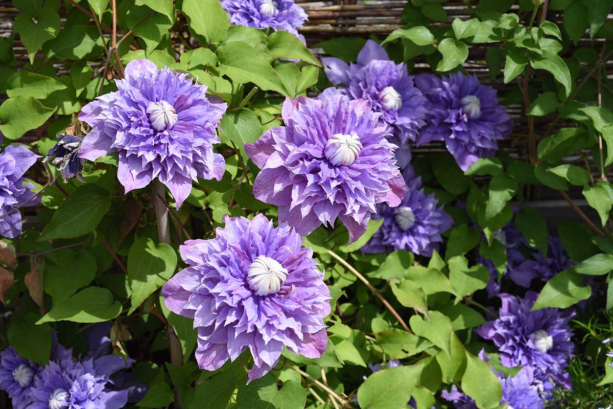 Clematis Hybrid Blüte violett