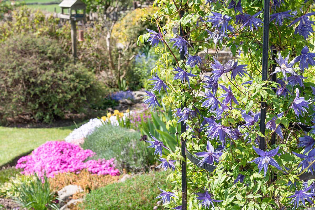 Clematis in einem Garten