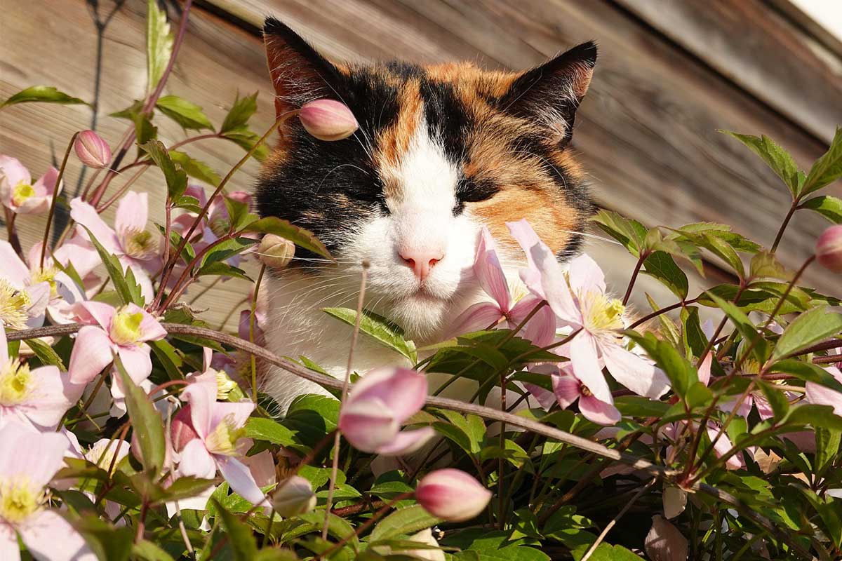 Katze mit Clematis