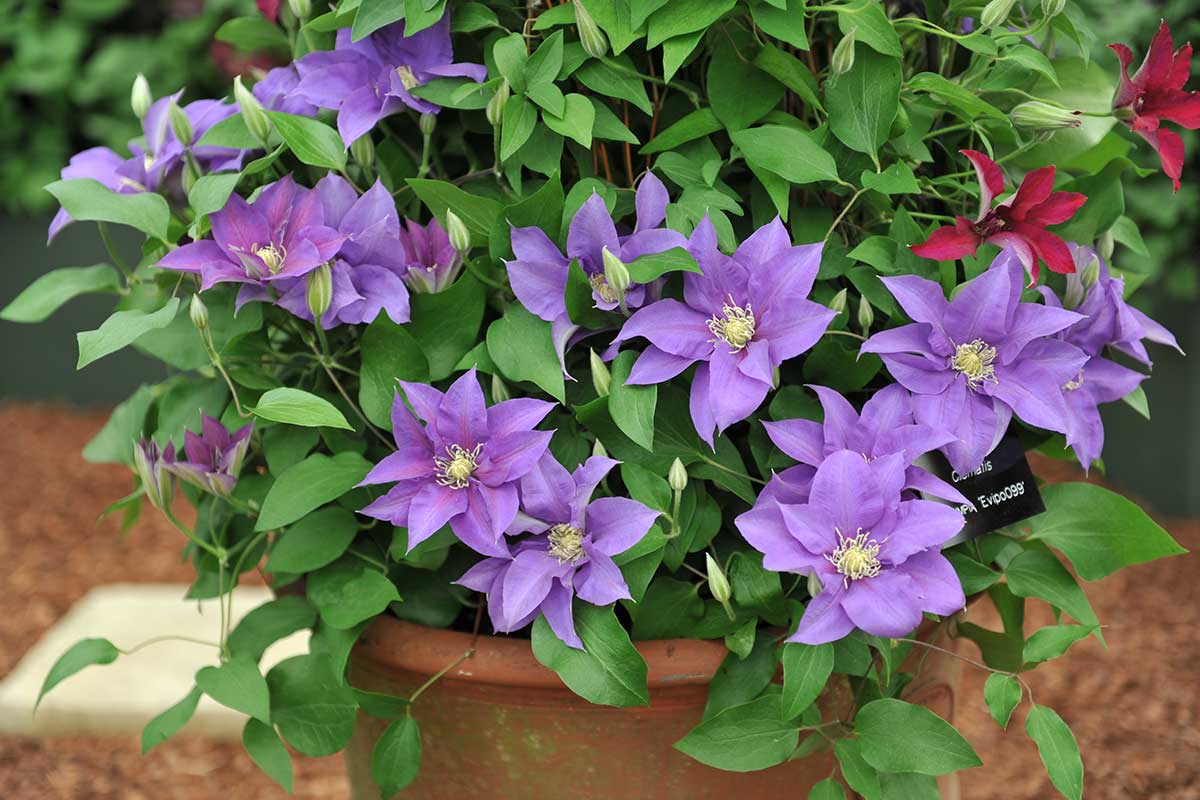 Clematis im Kübel