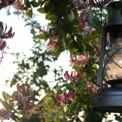 Laterne mit Clematis im Sonnenuntergang