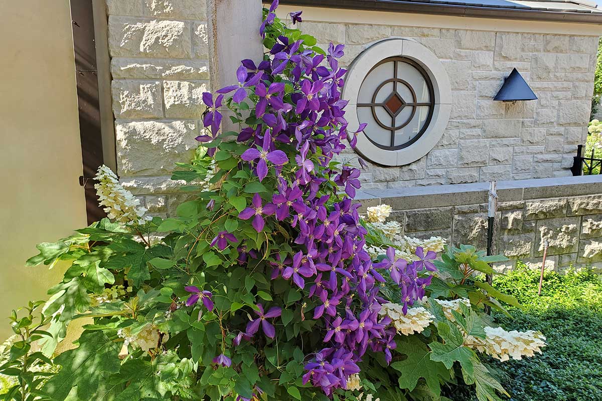 Clematis Monata an einem Gebäude