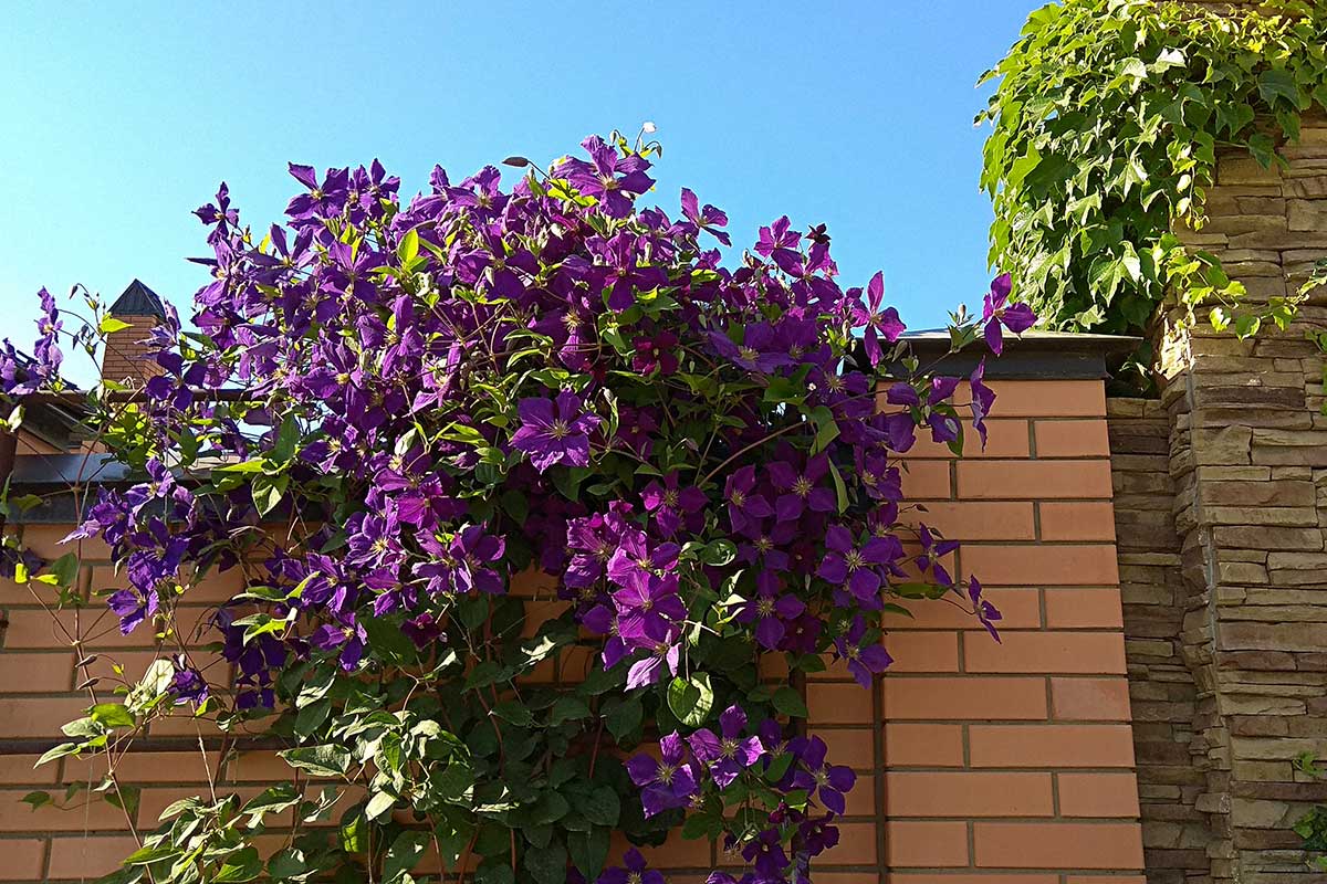 Lila Clematis auf Mauer