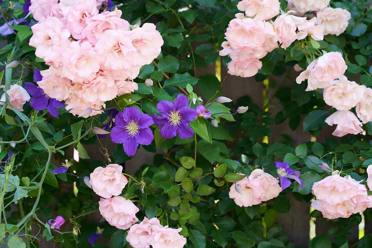 Lila Clematis mit Rosen