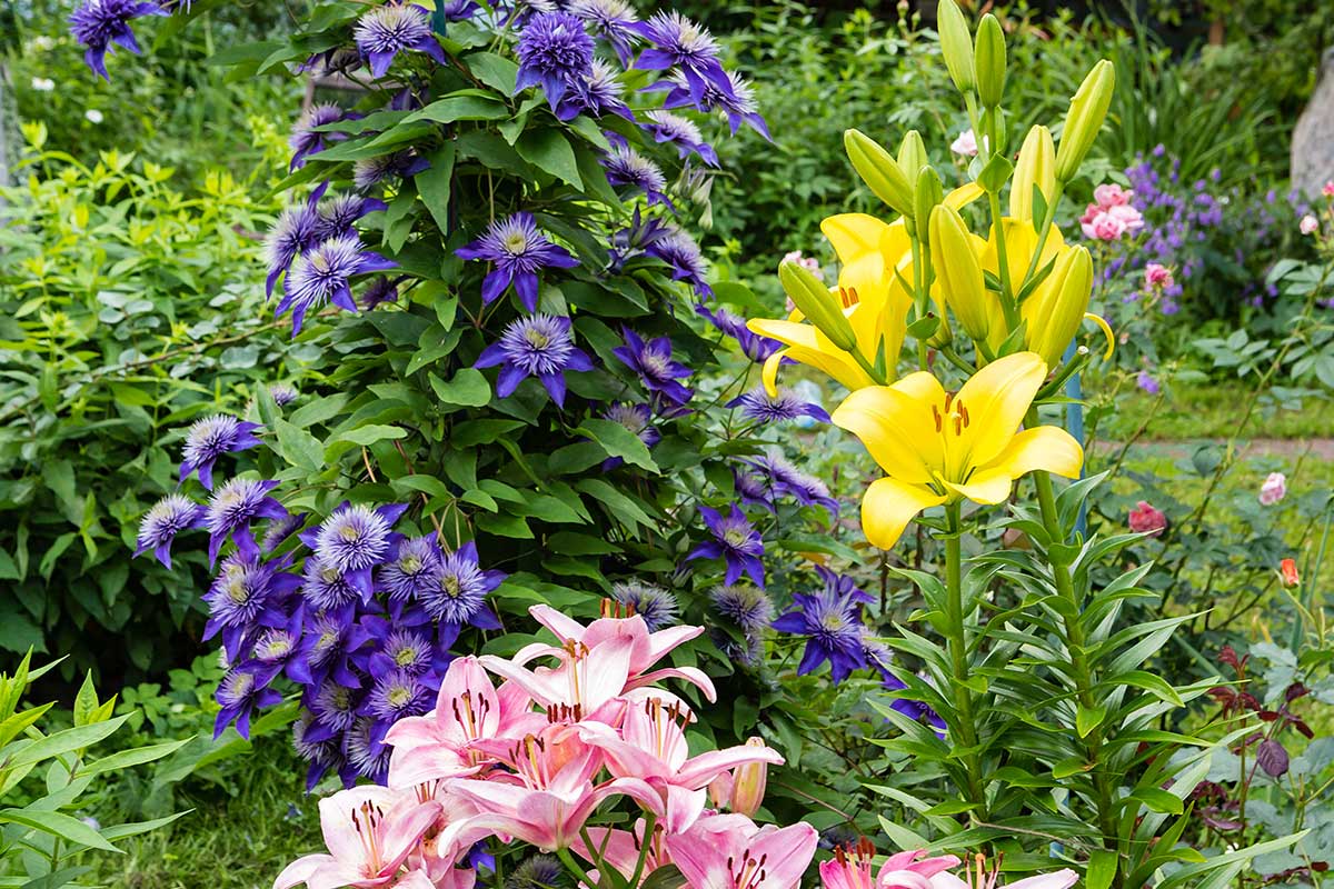 Clematis mit bunten Blumen