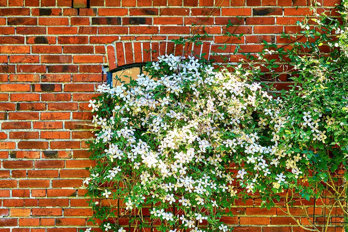 Clematis montana an Mauer