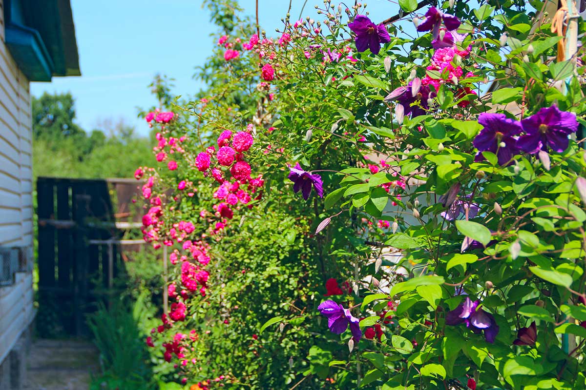 Clematis neben Rosen