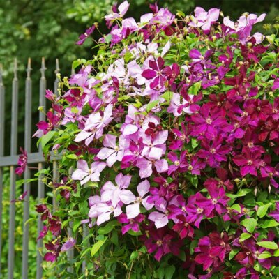 Clematis an einem Eisenzaun