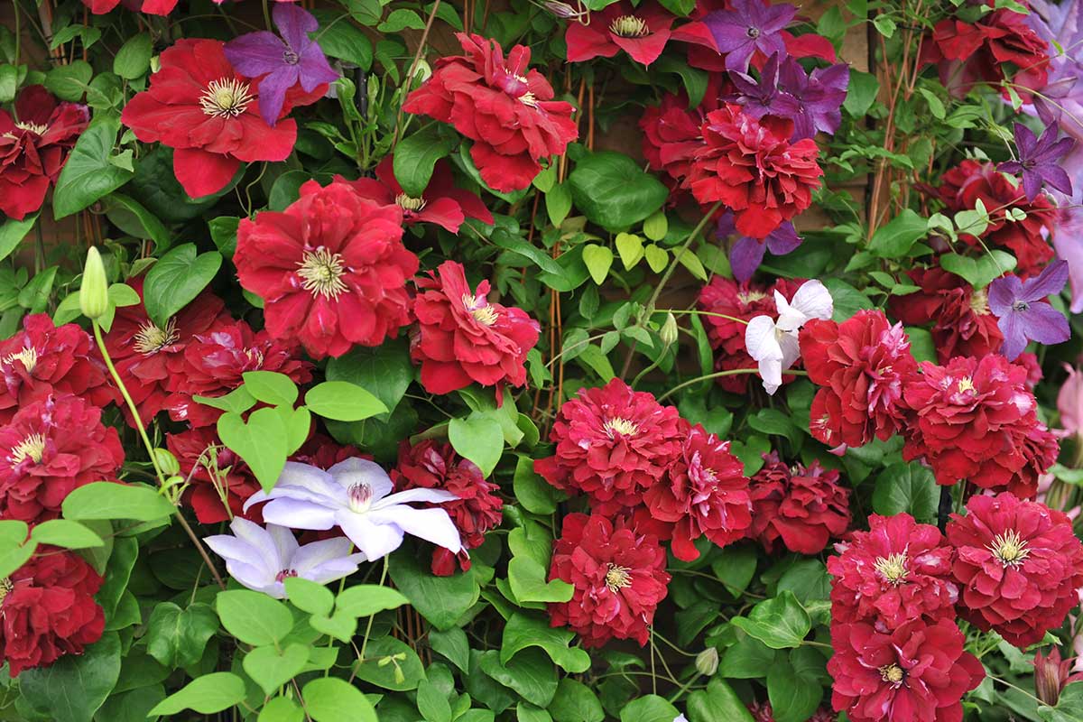 Rote Clematis-Blüten