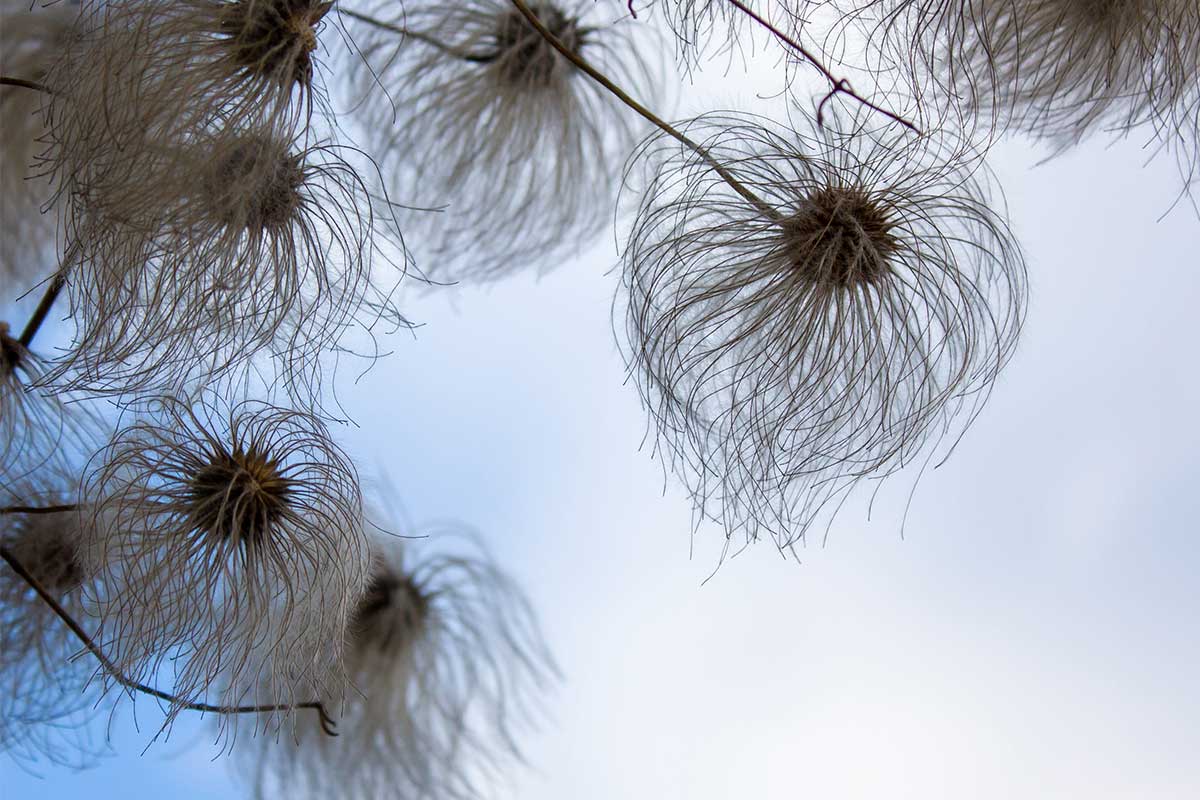 Clematis-Samen