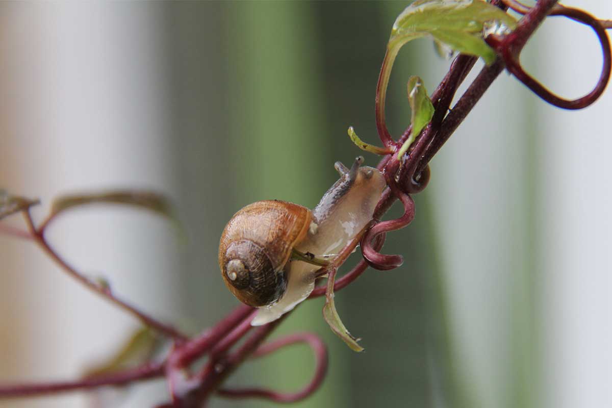 Schnecke auf einer Clematisranke