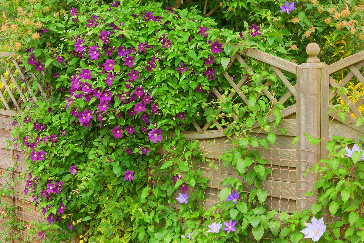 Clematis an hölzerner Trennwand