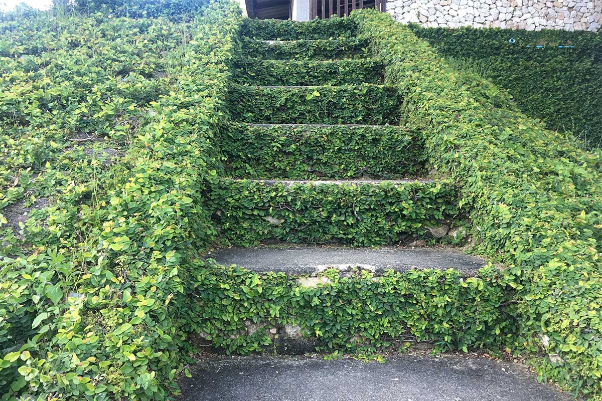 Clematis als Bodendecker an Treppe