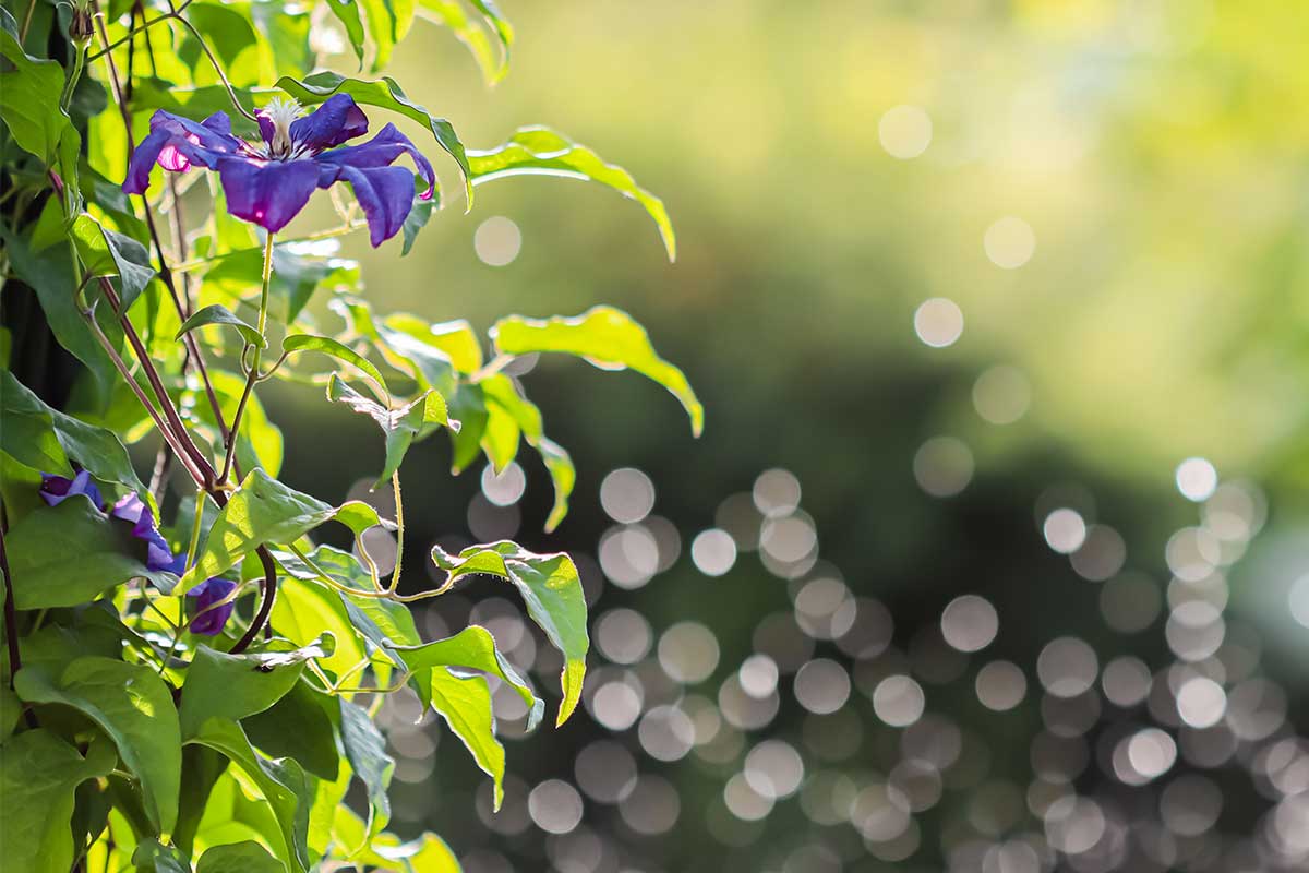 Clematis mit Wassertropfen