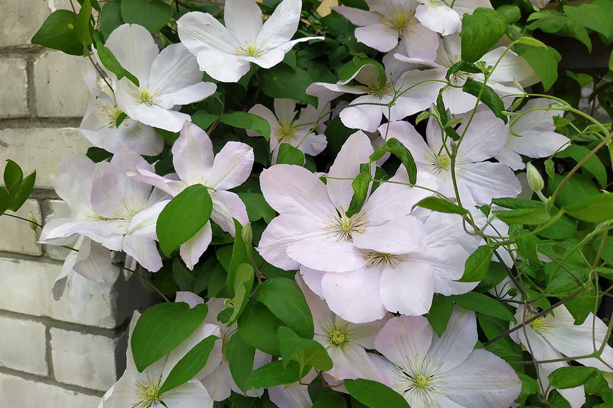 Weiße Clematis-Blüten