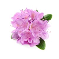 Rhododendron