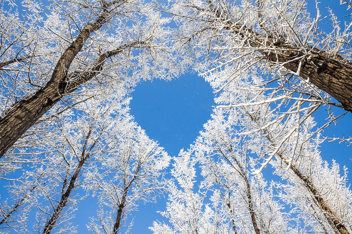 Baumkronen im Winterwald formen Herz im Himmel