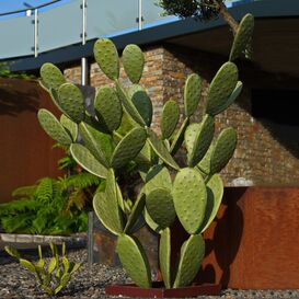 Grne XXL Kaktus Figur aus Eisen fr Standmontage - Vuyo