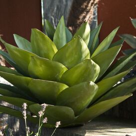 Ganzjhrig grne Deko Agave aus Eisen - Kiah